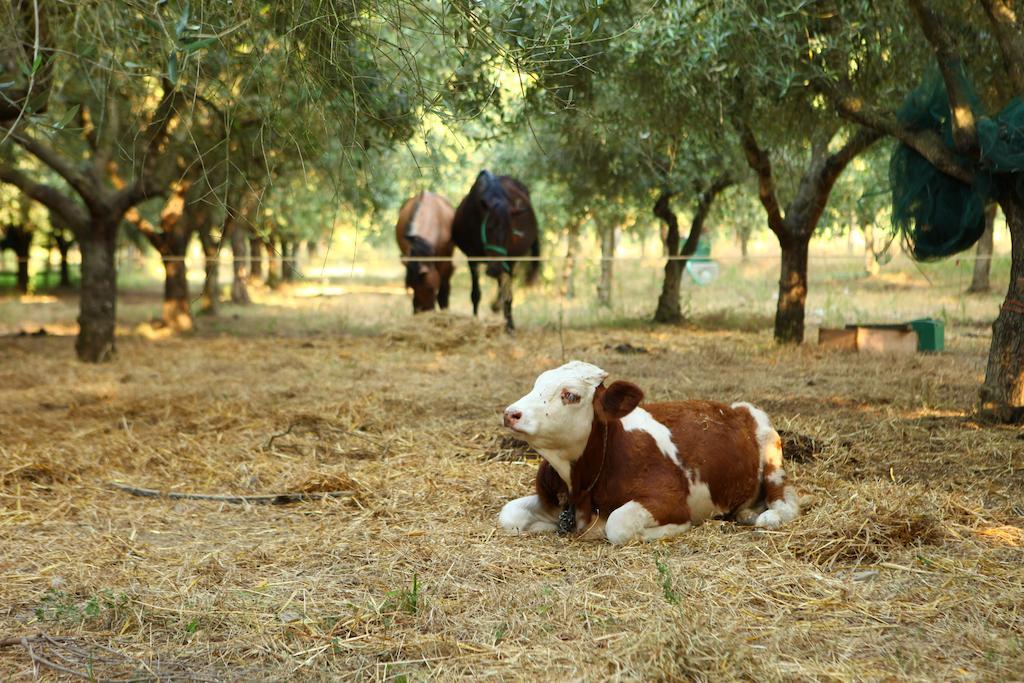 Agriturismo Il Pozzo كاسال فيلينو المظهر الخارجي الصورة