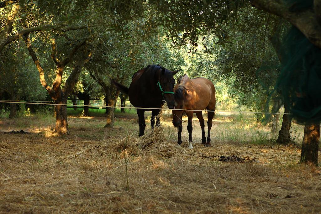 Agriturismo Il Pozzo كاسال فيلينو المظهر الخارجي الصورة