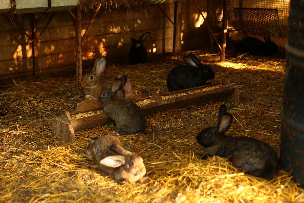 Agriturismo Il Pozzo كاسال فيلينو المظهر الخارجي الصورة