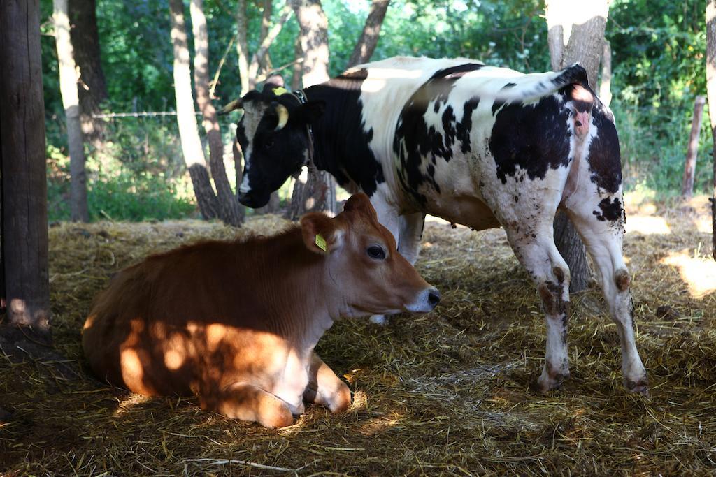 Agriturismo Il Pozzo كاسال فيلينو المظهر الخارجي الصورة